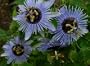 Blue Bouquet Passion Flower Plant -Passiflora - 3 Pot"