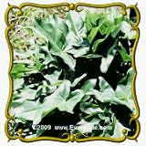 1 Oz Arrow Arum (Peltandra virginica) Bulk Wildflower Seeds