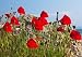 Poppies and Stone - 24