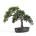 Japanese Ficus Bonsai 16 in