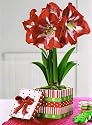 Jackson & Perkins Red Star Amaryllis in Festive Cookie Box