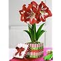Jackson & Perkins Red Star Amaryllis in Festive Cookie Box
