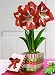Jackson & Perkins Red Star Amaryllis in Festive Cookie Box