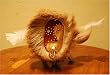 COTTONWOOD MASK by I. ANINGAYOU
