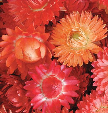 Flower Strawflower Apricot/Peach Mix D1574 (Multi Color) 1000 Open Pollinated Seeds by David's Garden Seeds Flower Strawflower Apricot/Peach Mix D1574 (Multi Color) 1000 Open Pollinated Seeds by David's Garden Seeds