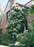 Climbing Hydrangea Two Gallon Plant