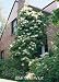 Climbing Hydrangea Two Gallon Plant