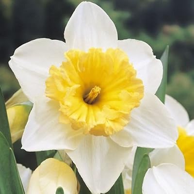 Ice Follies Daffodil Flowers