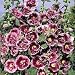 Hollyhock 