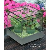 Table Top Wardian Display Case