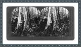 Historic Print (M): Victoria, Australia: A giant gum tree, Gippsland