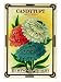 Candytuft Seed Packet Giclee Poster Print, 24x32