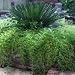 Asparagus Fern - 100 Seeds