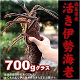 特大活き伊勢海老700g×1尾