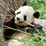 Smithsonian Tian Tian Giant Panda 24pc Jigsaw Puzzle