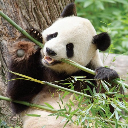 Smithsonian Tian Tian Giant Panda 24pc Jigsaw Puzzle