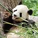 Smithsonian Tian Tian Giant Panda 24pc Jigsaw Puzzle