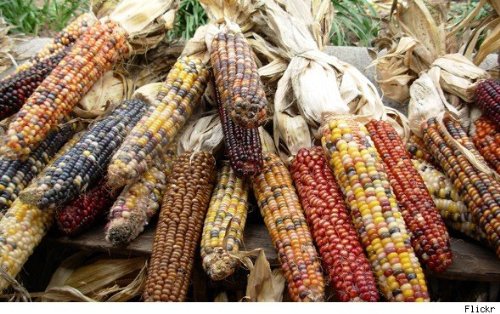 12'-18'ft. *GIANT RAINBOW ORNAMENTAL COLORED CORN *35 seeds*Multicolored*#1297 12'-18'ft. *GIANT RAINBOW ORNAMENTAL COLORED CORN *35 seeds*Multicolored*#1297