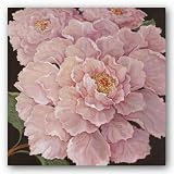 Fuschia Peonies by Janet Kruskamp 12