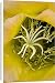 Canvas Prints of Torch Cactus (Hybrid) - not native to Arizona, under cultivation from Ardea Wildlife Pets