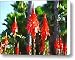 Aloe Arborescens with Palm Trees Canvas Print / Canvas Art - Artist Amy Vangsgard