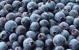 Blueberries Dehydrated Dried Survival Food - #10 Can