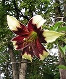 稀少なユリの原種！ リリウム・ネパレンセ 球根 開花見込球 １球