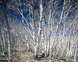 Birches in Utah's Dixie National Forest Photograph - Beautiful 16x20-inch Photographic Print by Carol M. Highsmith