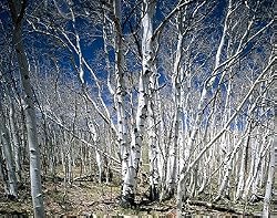 Birches in Utah's Dixie National Forest Photograph - Beautiful 16"x20" Photographic Print by Carol M. Highsmith