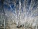 Birches in Utah's Dixie National Forest Photograph - Beautiful 16"x20" Photographic Print by Carol M. Highsmith