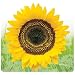 Yellow Sunflower Floral Computer Mouse Pad Mat