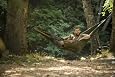 Single Parachute Nylon Hammock Olive/Khaki