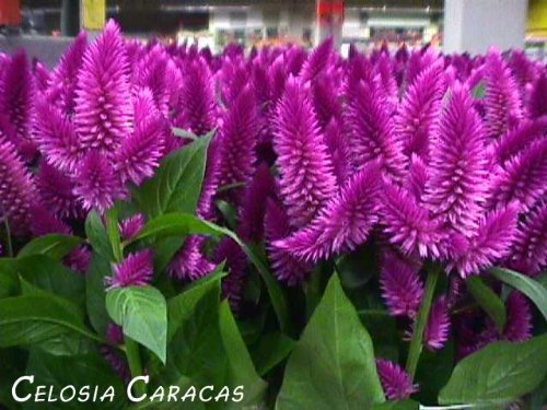 30+ Celosia Purple Flamingo Flower Seeds / Self-seeding Annual 30+ Celosia Purple Flamingo Flower Seeds / Self-seeding Annual