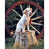 English pointer puppy