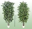 TWO 7' Artificial Trees - Very Full Ficus + Long Ficus with Real Wood Trunks