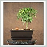 Hawaiian Umbrella (Arboricola) Bonsai Starter Tree