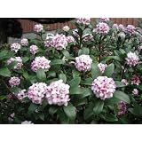 【6か月枯れ保証】【春に花が咲く木】ジンチョウゲ　0.1m　【即日発送対応】