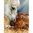 Nature's Gift 1000pc Jigsaw Puzzle by Kim McElroy