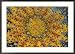 Dew Drop Reflection of Flower, Crescent City, California, USA Framed Photographic Poster Print by Darrell Gulin, 36x26