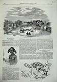 1857 Zulus Natal D'Urban Fish Gulf Weed Thomas'S Print WEEDS