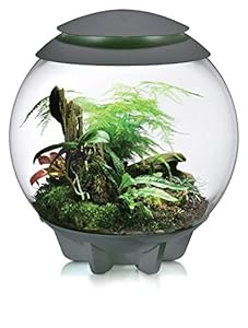 biOrb Air Terrarium, 16-Gallon, Grey