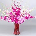 Long Stem Pink & Red Dendrobium Orchid Flowers