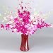 Long Stem Pink & Red Dendrobium Orchid Flowers