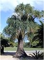 Ponytail Palm 15 Seeds