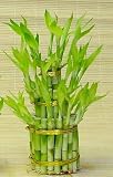KL Design & Import - 3 Tier 4" 6" 8" Top Quality Lucky Bamboo For Feng Shui (Total About 38 Stalks)