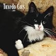 Tuxedo Cats 2009 Square Wall Calendar by BrownTrout Publishers Inc