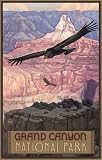 Northwest Art Mall 11 x 17 Poster Grand Canyon Condor by Paul A. Lanquist