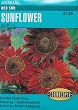 Sunflower Red Sun Seeds 40 Seeds