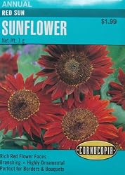 Sunflower Red Sun Seeds 40 Seeds