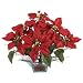 Poinsettia w/Square Glass Vase